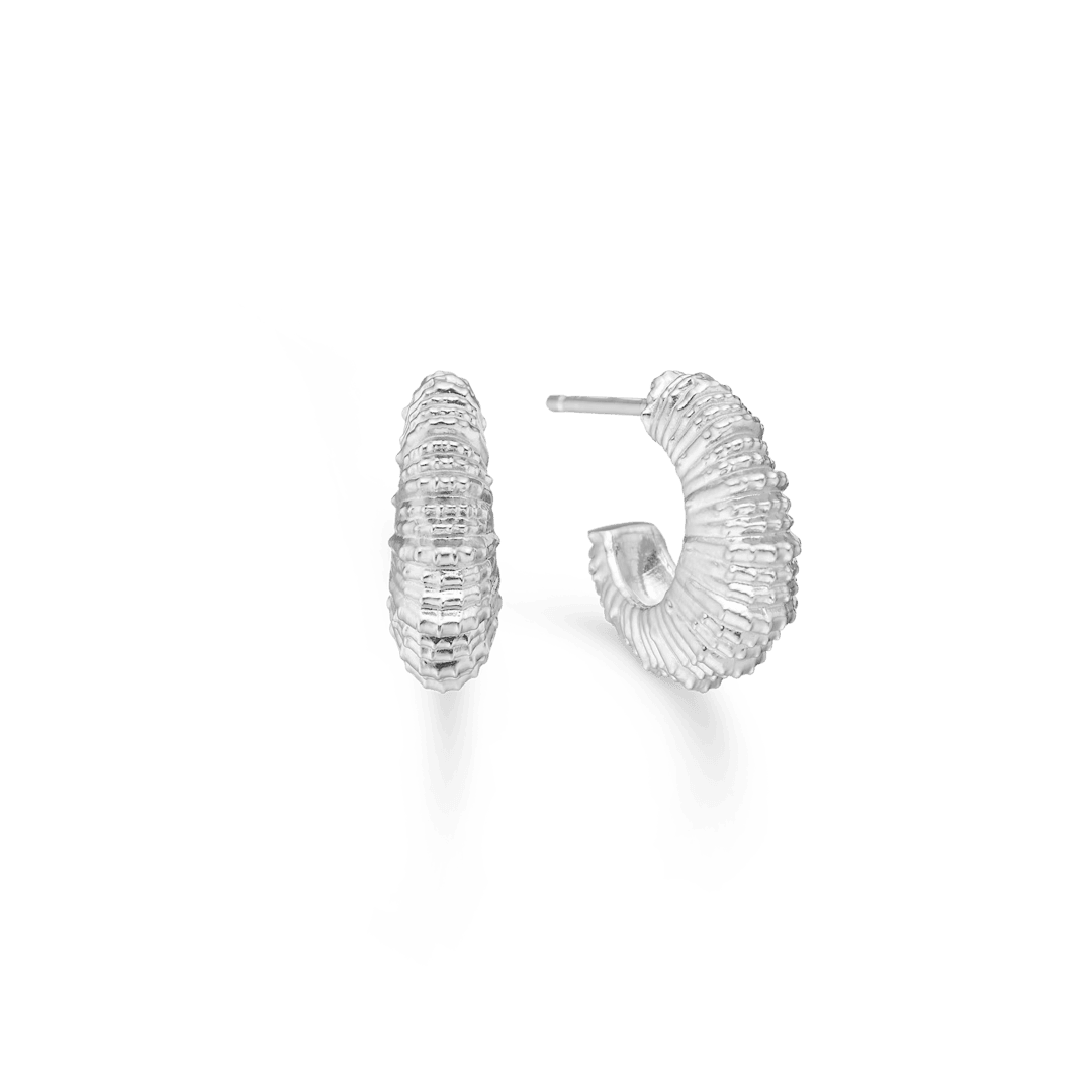 Studio Z Seashell Secrets silverörhängen medium med elegant räfflad skalstruktur, modell 7110907-1.